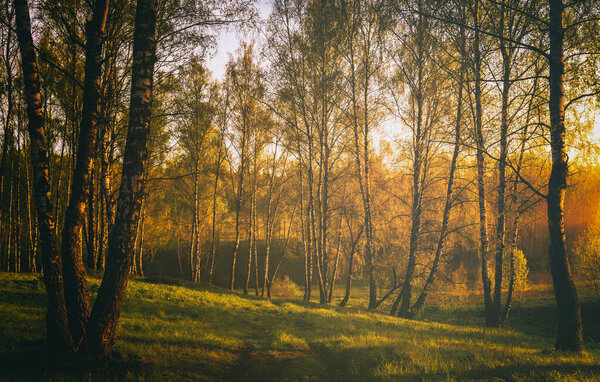 Sunset or sunrise in a spring birch forest with bright young foliage glowing in the rays of the sun and shadows from trees. Vintage film aesthetic.