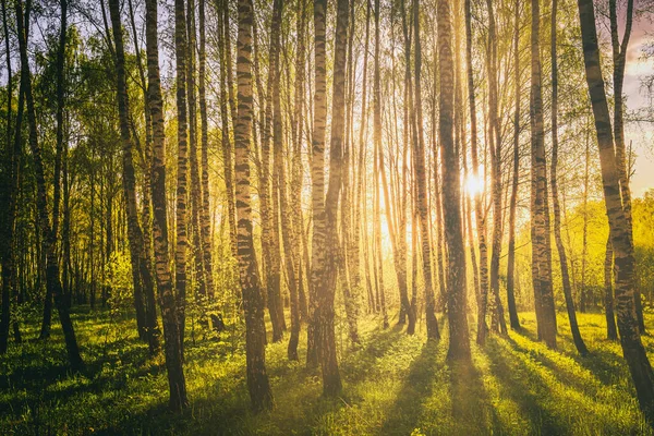 Закат Восход Солнца Весеннем Березовом Лесу Яркими Молодыми Листьями Светящимися — стоковое фото