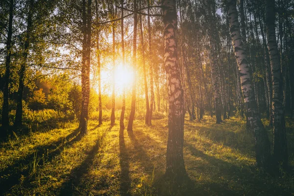Solnedgång Eller Soluppgång Vårbjörkskog Med Ljusa Unga Lövverk Som Glöder — Stockfoto