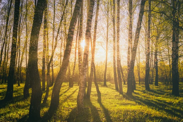 Zachód Lub Wschód Słońca Wiosennym Lesie Brzozowym Jasnymi Młodymi Liśćmi — Zdjęcie stockowe
