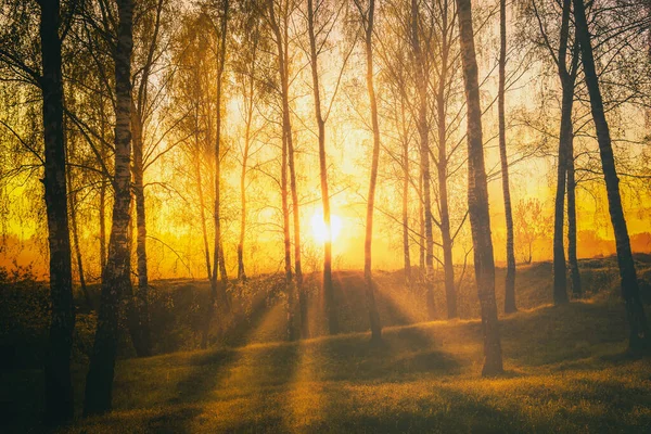 Naplemente Vagy Napkelte Egy Tavaszi Nyírfa Erdőben Fényes Fiatal Lombozattal — Stock Fotó