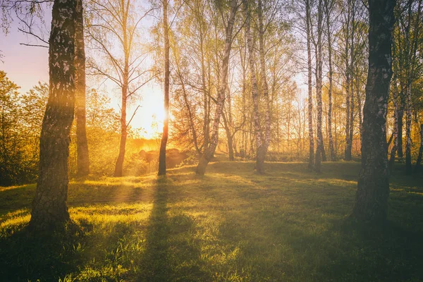 在春天的白桦林里 日落或日出 明亮的嫩叶在阳光和树阴下闪闪发光 复古电影美学 — 图库照片