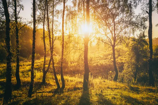 자작나무 숲에서 뜨거나 일출을 수있으며 이태양 광선을 받으며 속에서 발합니다 — 스톡 사진