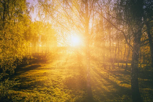Naplemente Vagy Napkelte Egy Tavaszi Nyírfa Erdőben Fényes Fiatal Lombozattal — Stock Fotó
