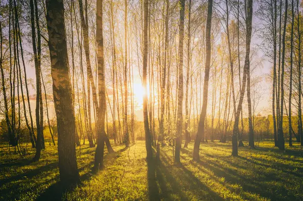 Zachód Lub Wschód Słońca Wiosennym Lesie Brzozowym Jasnymi Młodymi Liśćmi — Zdjęcie stockowe