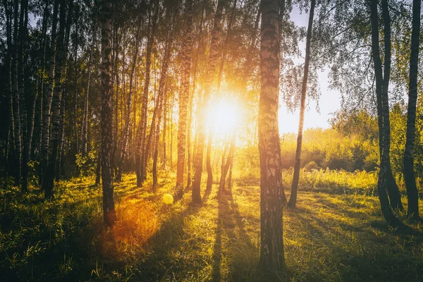 자작나무 숲에서 뜨거나 일출을 수있으며 이태양 광선을 받으며 속에서 발합니다 — 스톡 사진