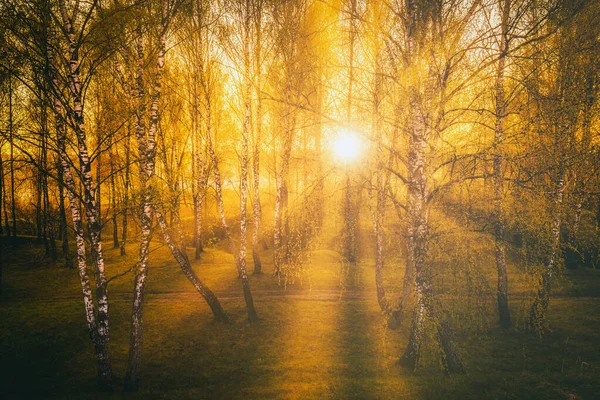Bahar Huş Ormanlarında Gün Batımı Gün Doğumu Güneş Işınlarında Parlayan — Stok fotoğraf