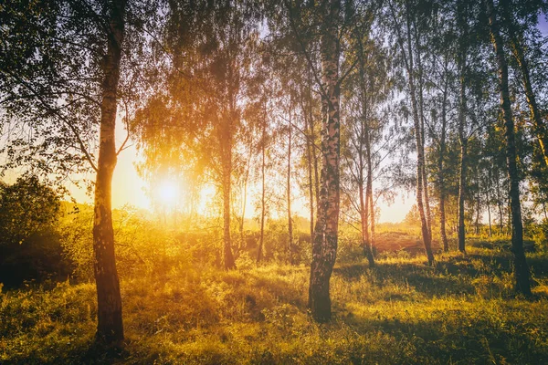 Sunset Sunrise Spring Birch Forest Bright Young Foliage Glowing Rays — Stock Photo, Image