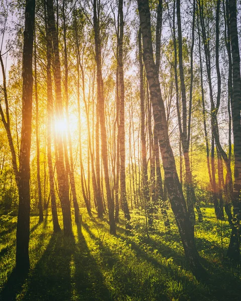 Sonnenuntergang Oder Sonnenaufgang Einem Frühlingshaften Birkenwald Mit Hellem Jungen Laub — Stockfoto