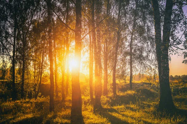 stock image Sunset or sunrise in a spring birch forest with bright young foliage glowing in the rays of the sun and shadows from trees. Vintage film aesthetic.