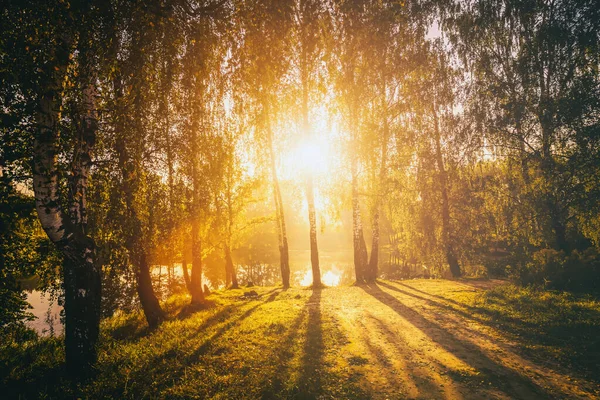 Sonnenuntergang Oder Sonnenaufgang Einem Frühlingshaften Birkenwald Mit Hellem Jungen Laub — Stockfoto