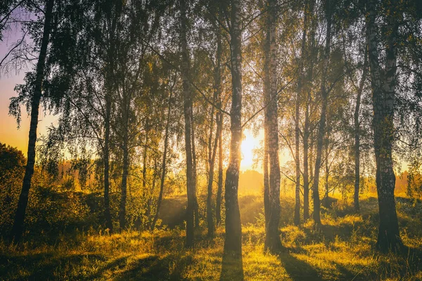 Solnedgång Eller Soluppgång Vårbjörkskog Med Ljusa Unga Lövverk Som Glöder — Stockfoto