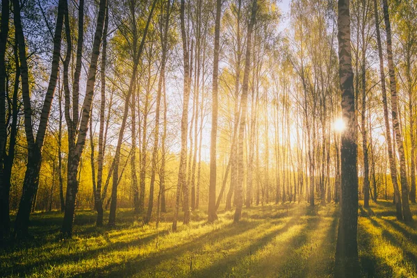在春天的白桦林里 日落或日出 明亮的嫩叶在阳光和树阴下闪闪发光 复古电影美学 — 图库照片