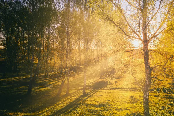 春の白樺の森の中での夕日や日の出 太陽の光と木々の影に輝く明るい若い葉 ヴィンテージ映画の美学 — ストック写真