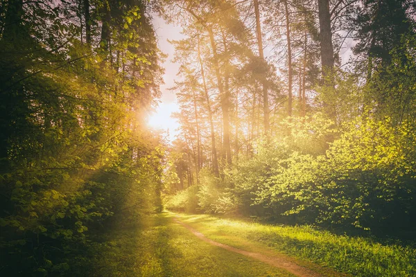 Solstrålar Som Strömmar Genom Tallarna Och Belyser Unga Gröna Bladen — Stockfoto