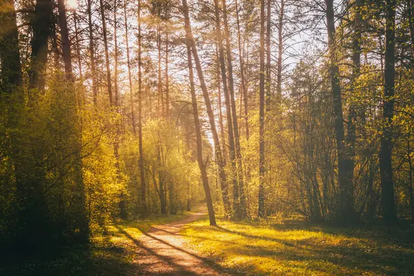 阳光穿过松树 照亮了松树林中灌木丛中的嫩绿叶子 复古电影美学 — 图库照片