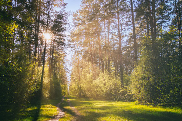 Sunbeams streaming through the pine trees and illuminating the young green foliage on the bushes in the pine forest in springtime. Vintage film aesthetic.