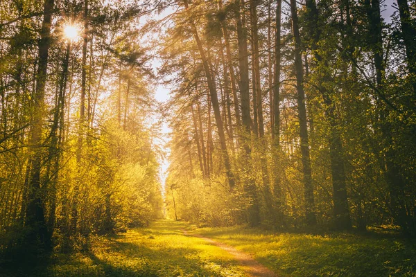 Napsugarak Áradnak Fenyőfákon Megvilágítják Fiatal Zöld Lombozatot Fenyőerdő Bokrain Tavasszal — Stock Fotó