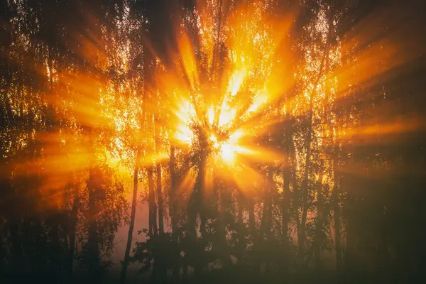 Nascer Sol Com Raios Solares Cortando Árvores Nevoeiro Início Manhã Imagens De Bancos De Imagens