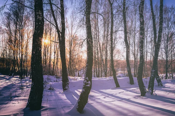 stock image Sunset or sunrise in a birch grove with a winter snow on earth. Rows of birch trunks with the sun's rays passing through them. Vintage camera film aesthetic.