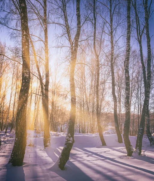 落日或日出在有冬雪的白桦林中 一排排的桦树树干 阳光穿过它们 复古相机胶卷美学 — 图库照片