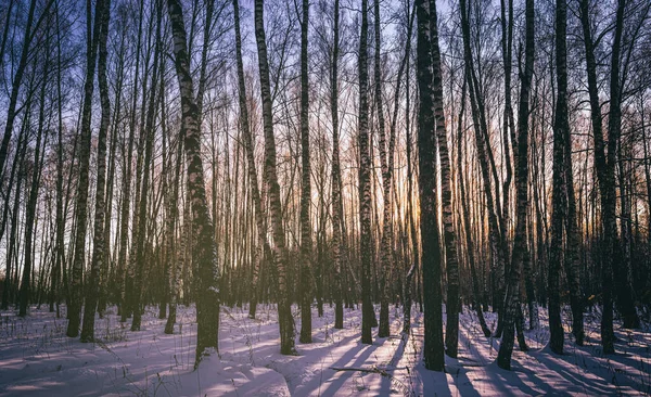 Sunset Sunrise Birch Grove Winter Snow Earth Rows Birch Trunks — Stock Photo, Image