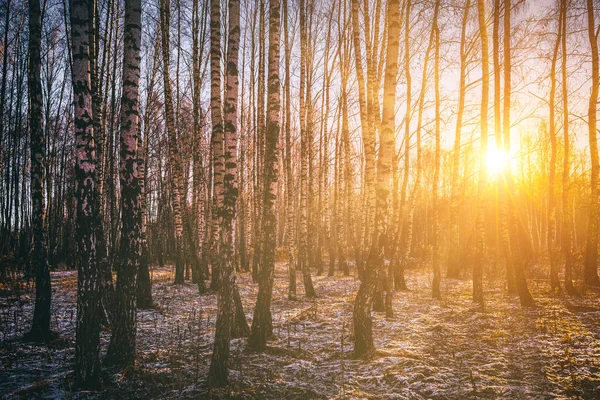 Sun Rays Breaking Trunks Birches Last Non Melting Snow Ground — Stock Photo, Image