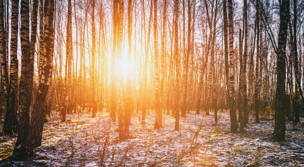 Güneş Işınları Huş Ağaçlarının Gövdelerini Delip Geçiyor Bahar Aylarında Huş — Stok fotoğraf
