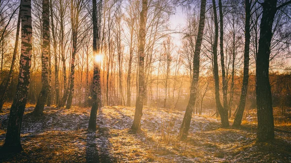 stock image The sun's rays breaking through the trunks of birches and the last non-melting snow on the ground in a birch forest in spring. Vintage camera film aesthetic.