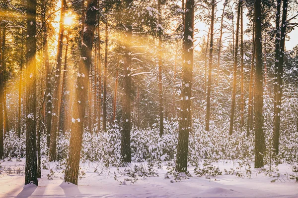 stock image Sunset or sunrise in the winter pine forest covered with a snow. Rows of pine trunks with the sun's rays passing through them. Vintage film aesthetic.