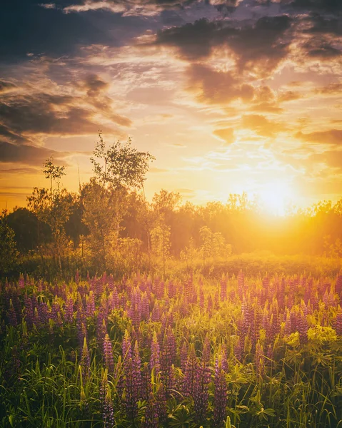 Sonnenuntergang Oder Sonnenaufgang Auf Einem Feld Mit Violetten Lupinen Und — Stockfoto