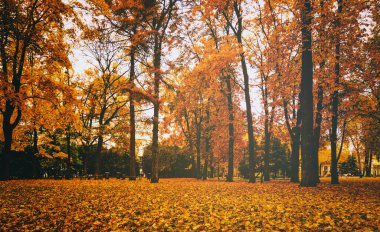 Bulutlu bir günde ağaçlı ve sarı yapraklı bir şehir parkında altın sonbahar. Klasik film estetiği..