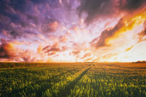 Sunset or dawn in a rye or wheat field with a dramatic cloudy sky during summertime. Agricultural fields. Aesthetics of vintage film.