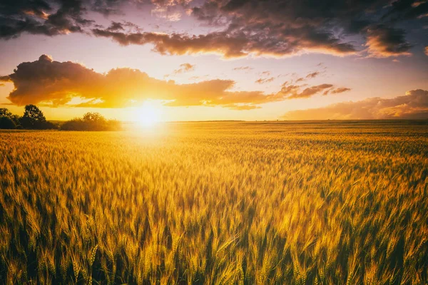 Sonnenuntergang Oder Sonnenaufgang Einem Roggen Oder Weizenfeld Mit Einem Dramatischen — Stockfoto