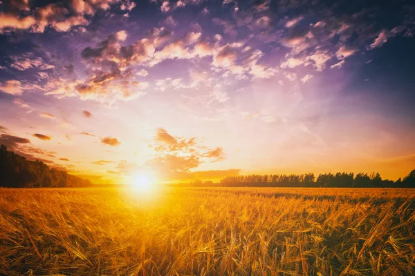 Sunset Dawn Rye Wheat Field Dramatic Cloudy Sky Summertime Agricultural — Stock Photo, Image