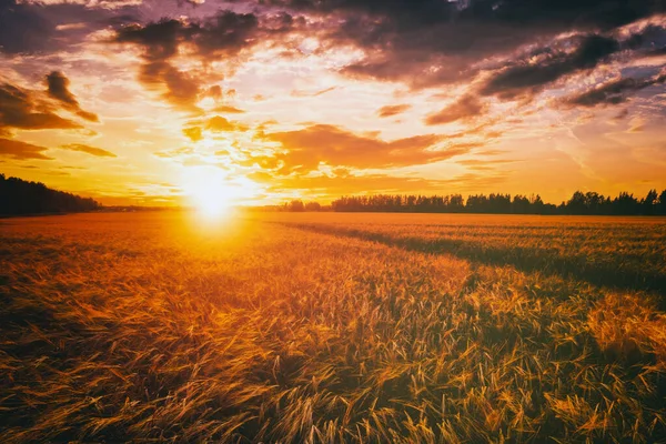 夏の間 劇的な曇り空を有するライ麦や小麦畑で夕日や夜明け 農業分野について ヴィンテージフィルムの美学 — ストック写真
