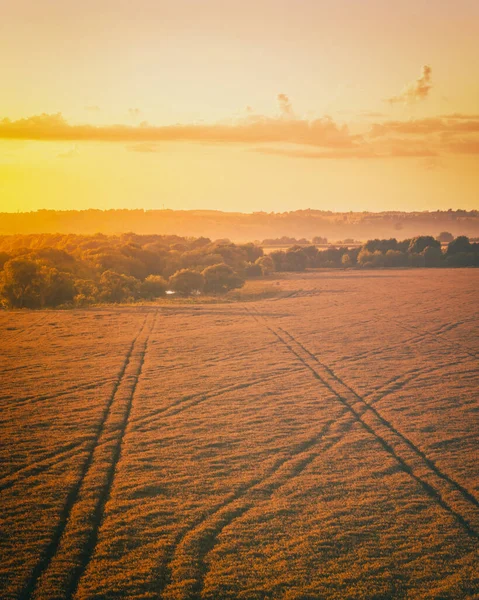 Top view of a sunset or sunrise in an agricultural field with ears of young golden rye on a sunny day. Rural landscape. Vintage film aesthetic.