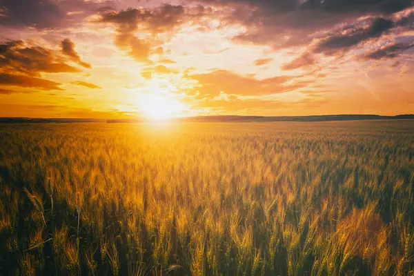 Sunset or dawn in a rye or wheat field with a dramatic cloudy sky during summertime. Agricultural fields. Aesthetics of vintage film.