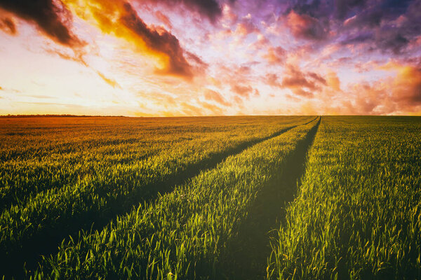 Закат или рассвет в ржаном или пшеничном поле с драматическим облачным небом в летнее время. Сельскохозяйственные поля. Эстетика винтажного кино.