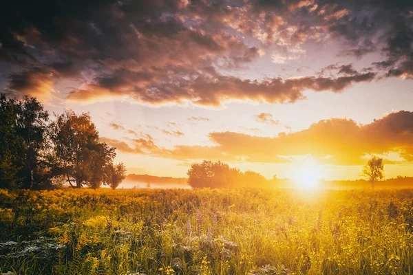 Sonnenaufgang Auf Einem Mit Wildblumen Bedeckten Feld Der Sommersaison Mit — Stockfoto