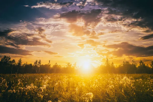 Sunrise on a field covered with wild flowers in summer season with fog and trees with a cloudy sky background in morning. Landscape. Vintage film aesthetic.