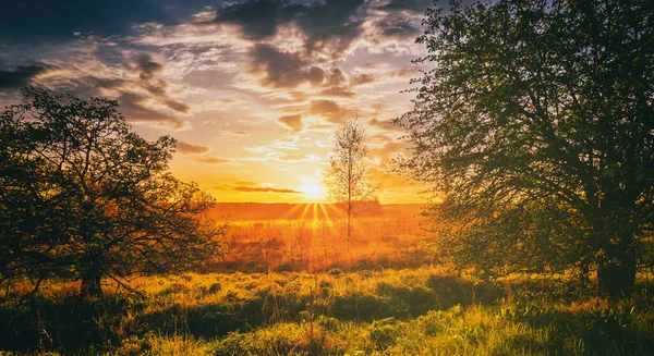 Auringonnousu Kevätpellolla Vihreä Ruoho Lupiini Ituja Sumu Horisontissa Puut Etualalla — kuvapankkivalokuva