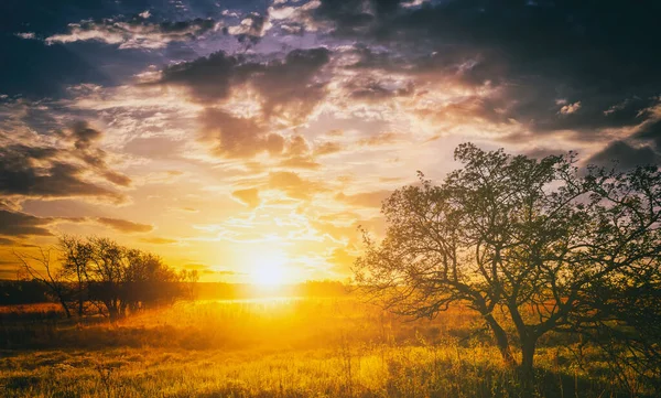 Yeşil Çimen Lupin Filizleri Ufukta Sis Planda Ağaçlar Bulutlu Gökyüzü — Stok fotoğraf