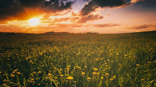Sunrise Sunset Field Covered Young Green Grass Yellow Flowering Dandelions — Stock Photo, Image