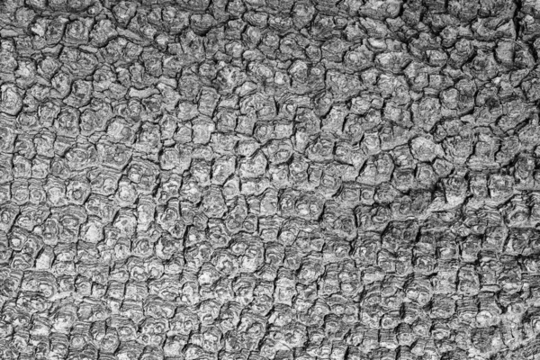 Крупный План Текстуры Серого Плоского Дерева Коры Китайского Дерева Абстрактный — стоковое фото