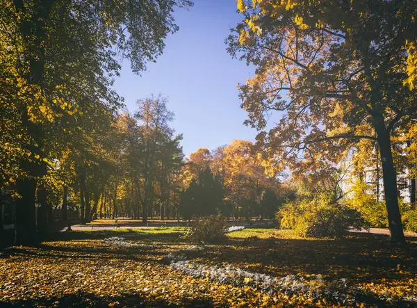 Yaprak, altın sonbaharda şehir parkına düşer. Güneşli bir günde akçaağaçlarla ve diğer ağaçlarla dolu bir manzara. Klasik film estetiği..