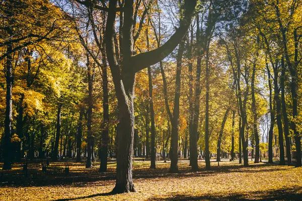 Yaprak, altın sonbaharda şehir parkına düşer. Güneşli bir günde akçaağaçlarla ve diğer ağaçlarla dolu bir manzara. Klasik film estetiği..