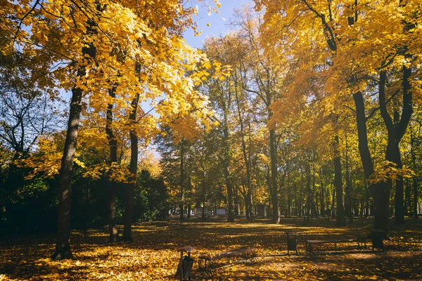 Yaprak, altın sonbaharda şehir parkına düşer. Güneşli bir günde akçaağaçlarla ve diğer ağaçlarla dolu bir manzara. Klasik film estetiği..