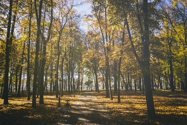 Yaprak, altın sonbaharda şehir parkına düşer. Güneşli bir günde akçaağaçlarla ve diğer ağaçlarla dolu bir manzara. Klasik film estetiği..