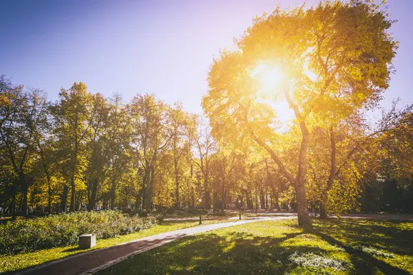 Yaprak, altın sonbaharda şehir parkına düşer. Güneşli bir günde akçaağaçlarla ve diğer ağaçlarla dolu bir manzara. Klasik film estetiği..